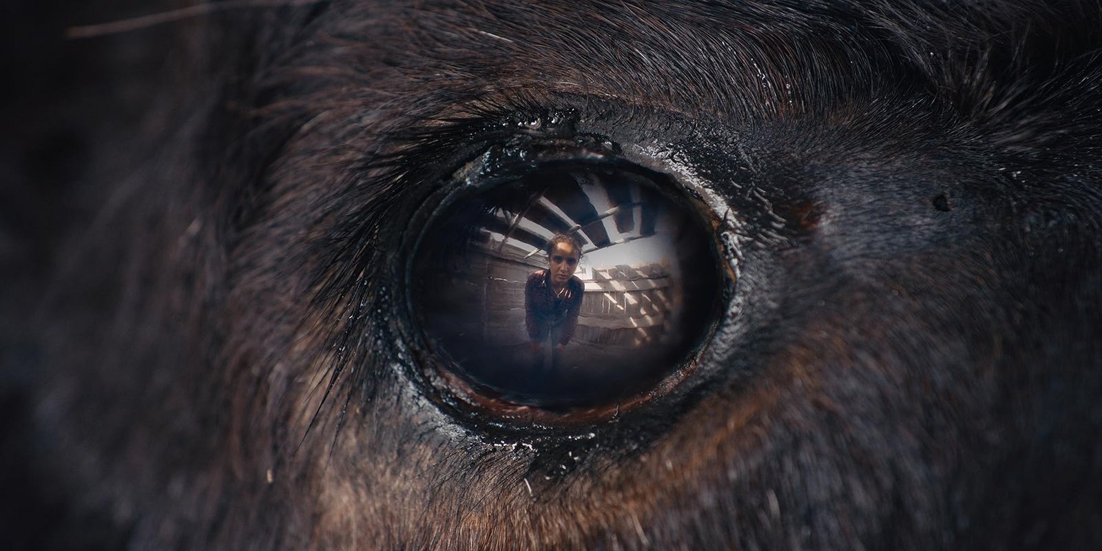 Animale