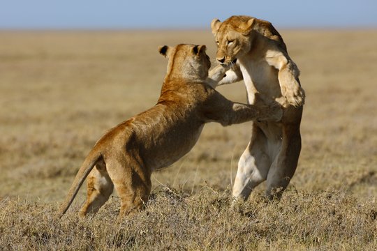 Serengeti - Szenenbild 2