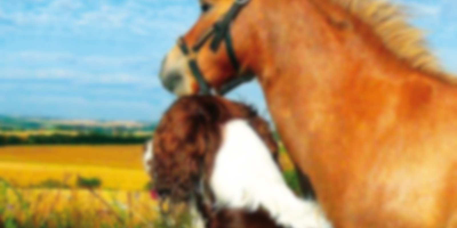Ein Pony für zwei