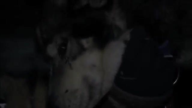 Die Familie mit den Schlittenhunden - Trailer - Deutsch - SD