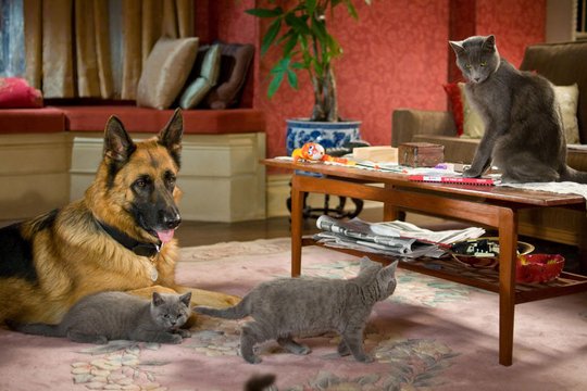 Cats & Dogs 2 - Szenenbild 9