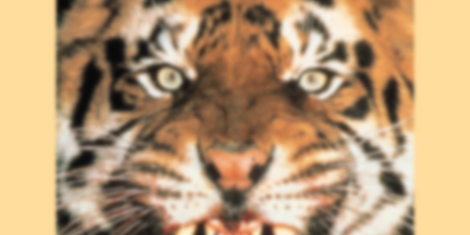Raubtiere - Tiger