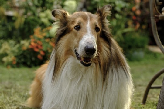 Lassie 2 - Ein neues Abenteuer - Szenenbild 3