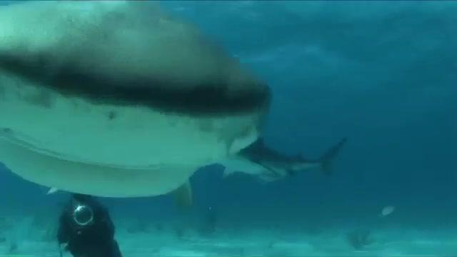 Sharkdivers - Haie hautnah - Trailer - Deutsch