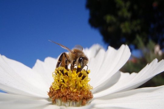 Bienen - Szenenbild 2