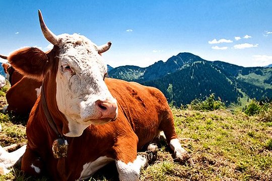 Alpen 3D - Das Paradies Europas - Szenenbild 5