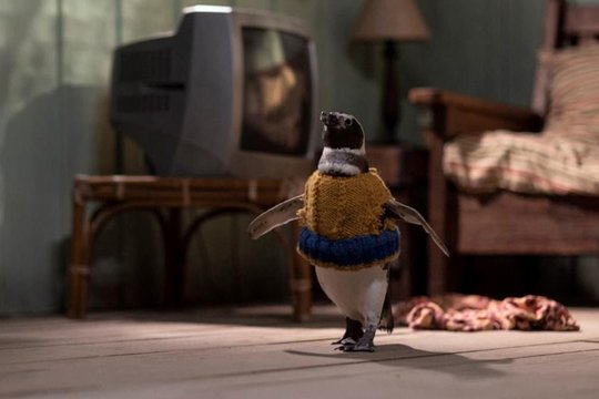 My Penguin Friend - Szenenbild 5