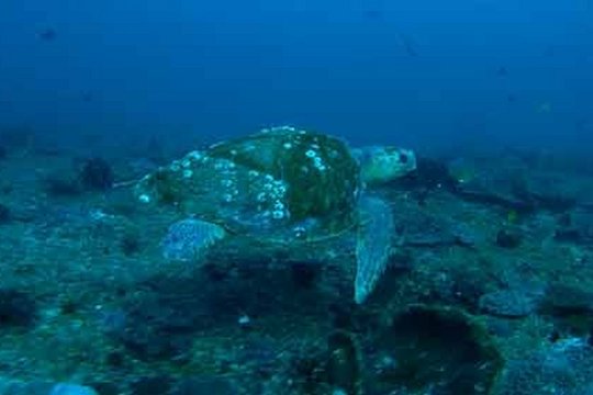 Dive 3D - Magische Unterwasserwelten - Szenenbild 3