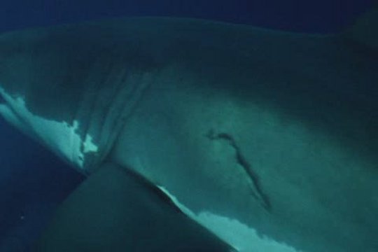 Der weiße Hai in Venedig - Szenenbild 4