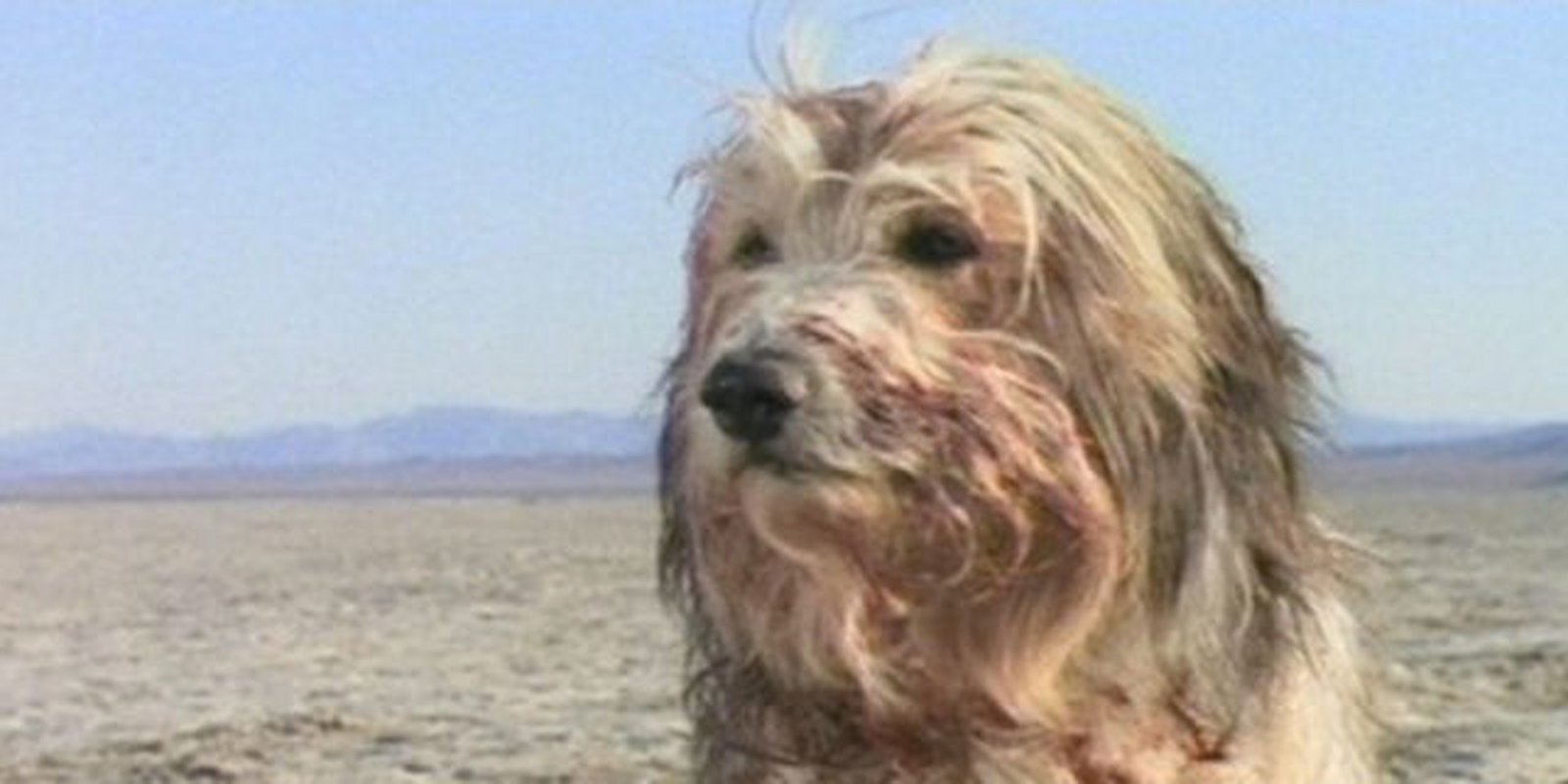 Парень и его пес. Собака 1975. Мер собака в кадре. Солёный пёс», 1974. This is his dog