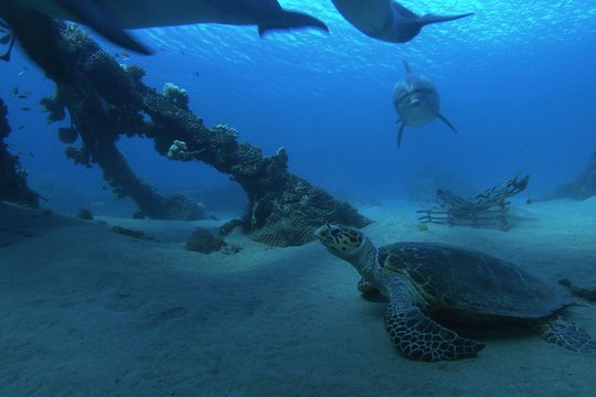 Dolphins in the Deep Blue Ocean - Szenenbild 3
