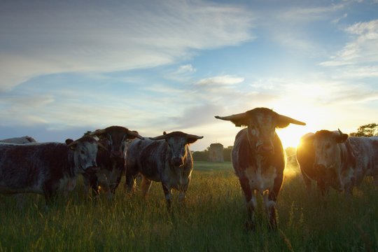 Wildes Land - Die Rückkehr der Natur - Szenenbild 1