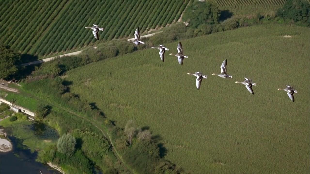 Der mit den Gänsen fliegt - Trailer - Deutsch - HD