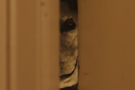 Good Boy - Zeit zu spielen! - Szenenbild 4