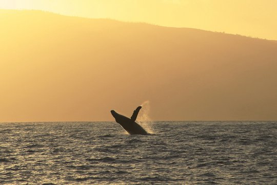 IMAX - Humpback Whales - Szenenbild 3