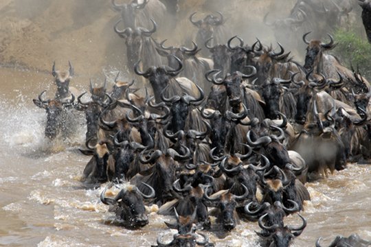 Wunder der Serengeti - Szenenbild 3