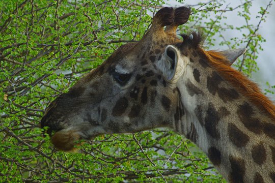 Serengeti - Ein faszinierendes Naturschauspiel - Szenenbild 8