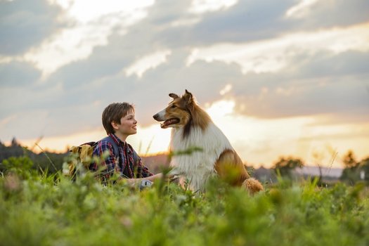 Lassie - Eine abenteuerliche Reise (DVD ...