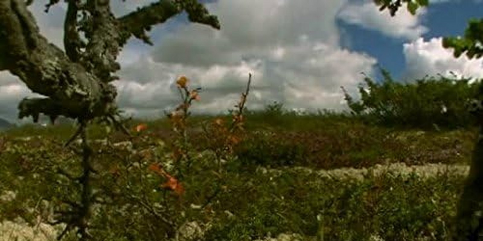 Expeditionen ins Tierreich - Die Wiese