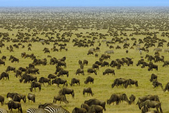 Serengeti - Szenenbild 3
