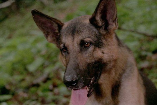 Jack Londons Wolfsblut - Szenenbild 3