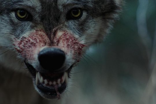 Out Come the Wolves - Szenenbild 10
