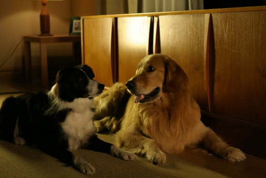 Reicher Hund mit Herz DVD oder Bluray leihen VIDEOBUSTER.de