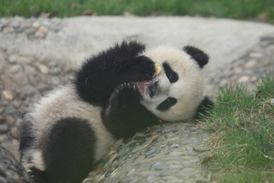 Der kleine Panda - Szenenbild 2