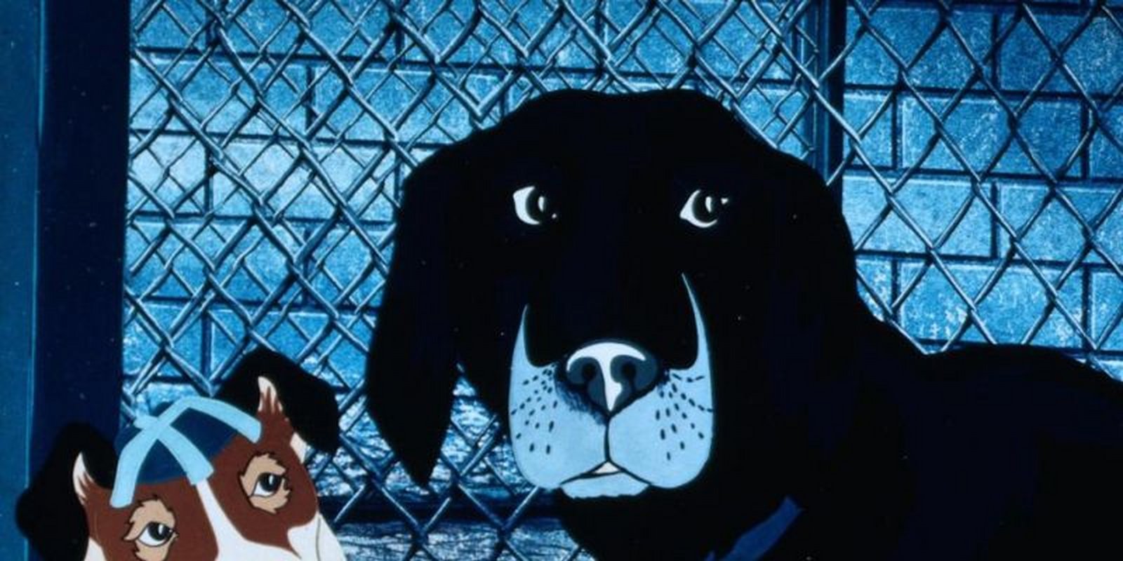 Die Hunde sind los