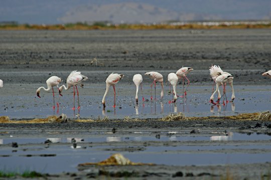 Serengeti - Ein faszinierendes Naturschauspiel - Szenenbild 9