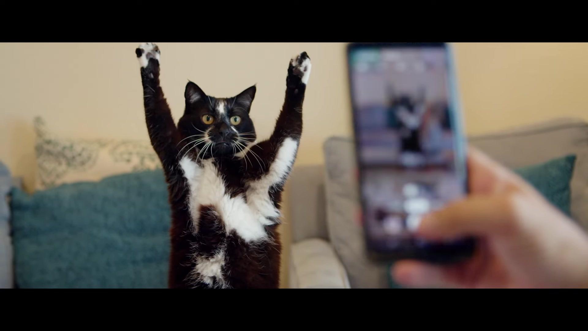 Cat Daddies - Trailer - Englisch - HD