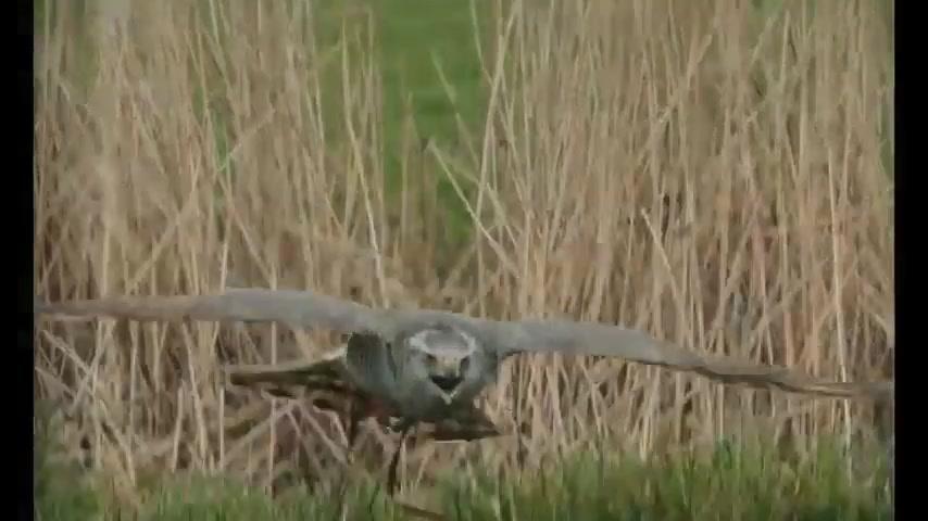 H Is for Hawk - Trailer - Englisch - SD