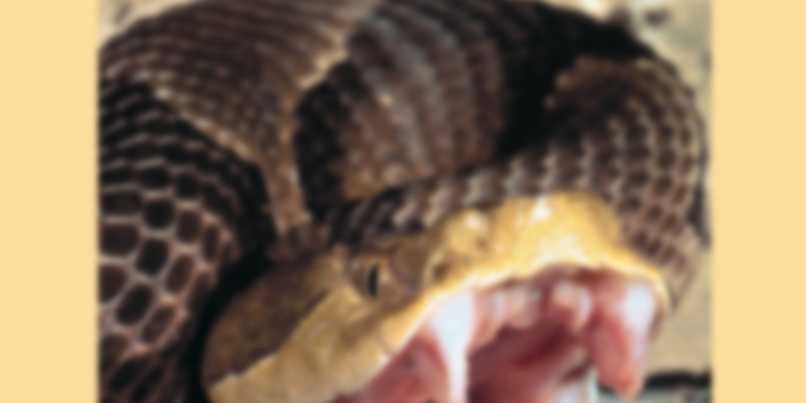 Raubtiere - Schlangen