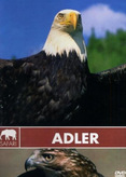 Safari - Adler