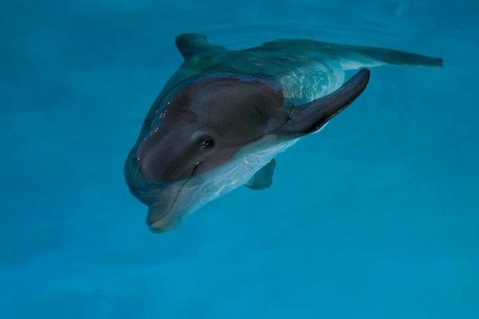 Mein Freund, der Delfin - Szenenbild 13