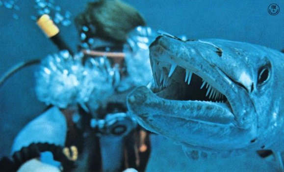 Barracuda Dvd Oder Blu Ray Leihen Videobuster De
