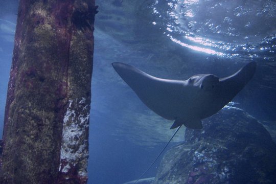 Hai-Aquarium - Szenenbild 4