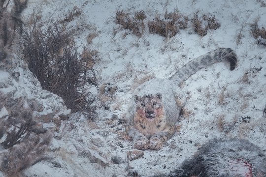 Der Schneeleopard - Szenenbild 2
