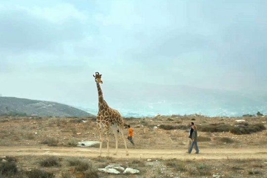 Giraffada - Szenenbild 7