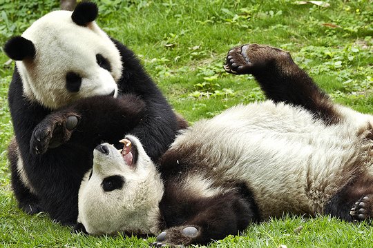 Der große Panda - Szenenbild 3