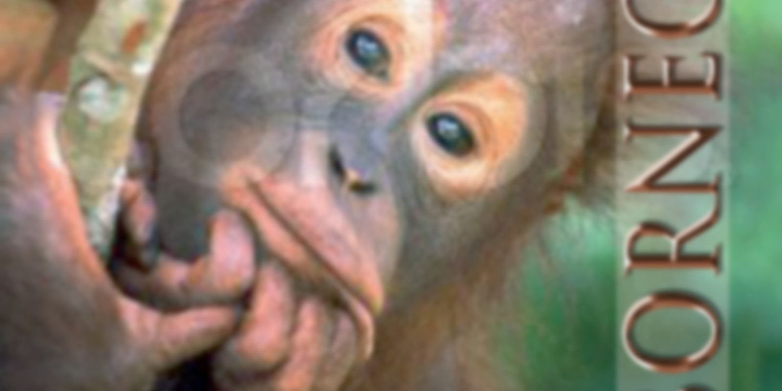 Jeff Corwins tierische Abenteuer - Borneo