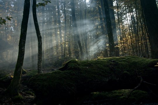 Der wilde Wald - Szenenbild 2