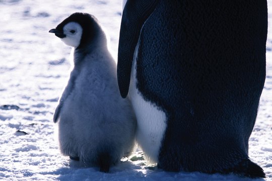 Die Reise der Pinguine - Szenenbild 4