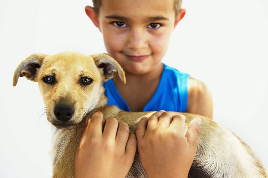 Hunde Abc Hunde Abc