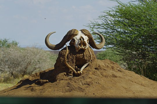 Serengeti - Ein faszinierendes Naturschauspiel - Szenenbild 10