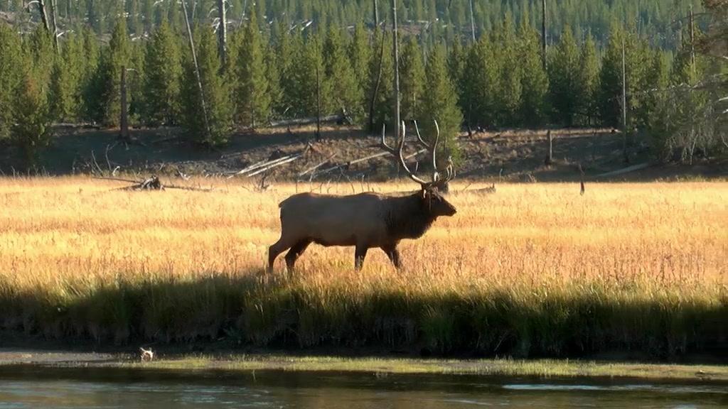 Weltnaturerbe USA - Yellowstone Nationalpark - Trailer - Deutsch - SD