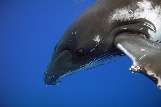 Delfine und Wale 3D - Szenenbild 4