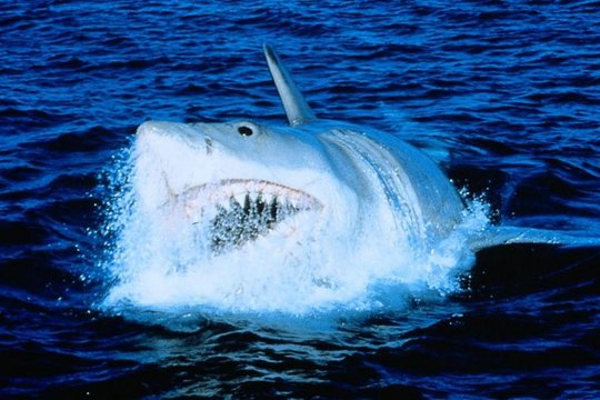 Der weiße Hai - Szenenbild 4