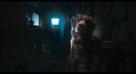 GOOD BOY (USA 2025) © DCM Film Distribution