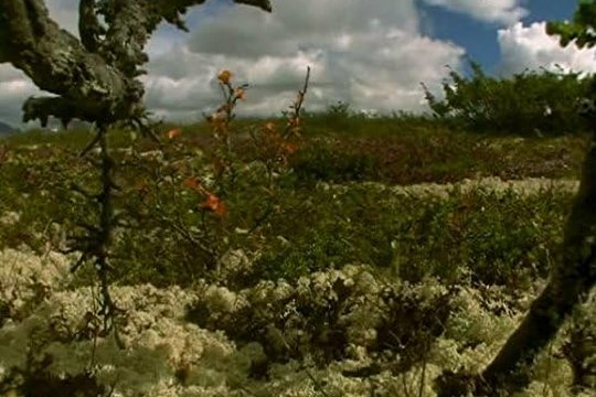 Expeditionen ins Tierreich - Die Wiese - Szenenbild 1